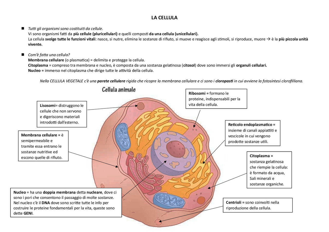 Strati Cellula Parete Cellulare Cellula Animale 2 LA CELLULA EUCARIOTE 2.1
