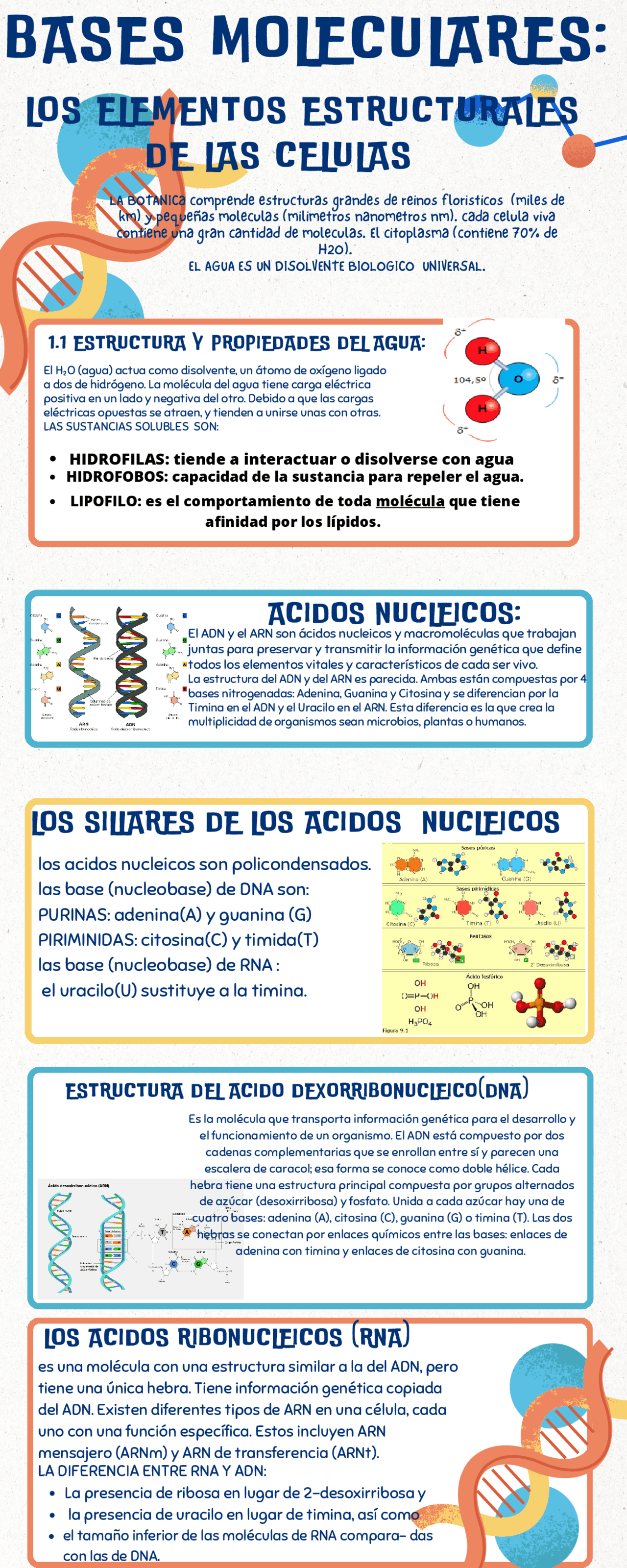 INFOGRAFIA SOBRE LA SINTESIS DE PROTEINAS | Diapositivas de Botánica y ...