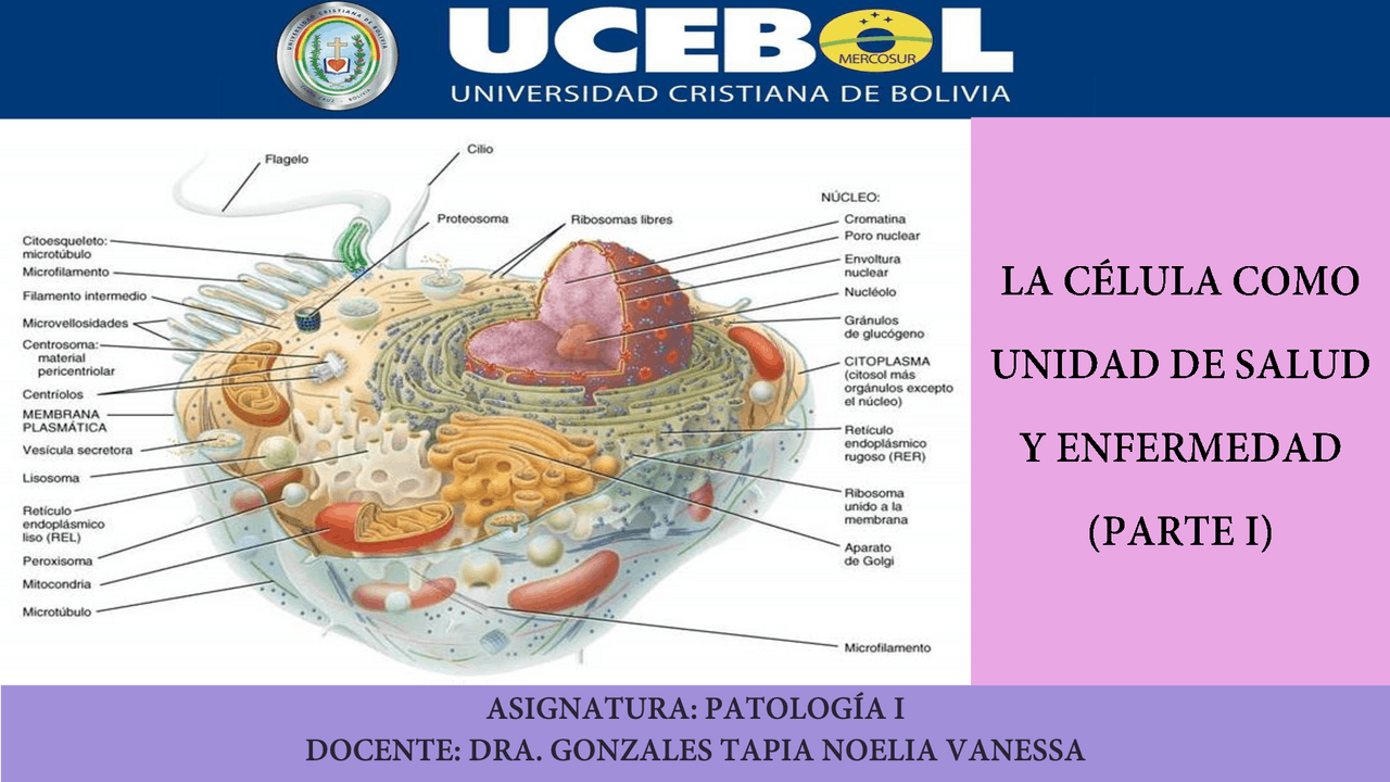 LA CELULA COMO UNIDAD FUNCIONAL Y ENFERMEDAD | Apuntes de Patología