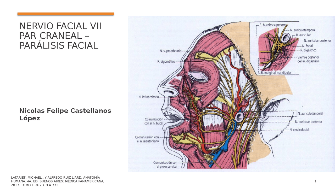 Nervio Facial Y Par lisis Facial Diapositivas De Anatom a Docsity nervio-facial-y-par-lisis-facial-diapositivas-de-anatom-a-docsity