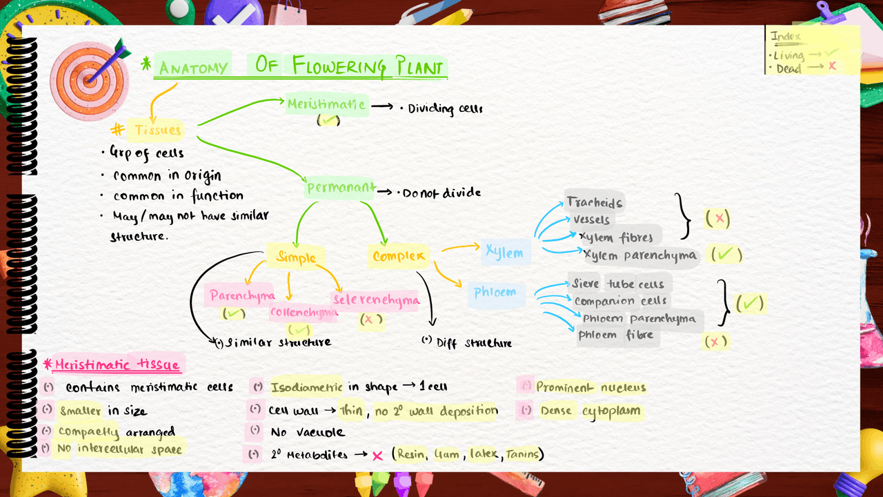 Anatomy of Flowering Plants Class 11 Biology Neet | Lecture notes ...