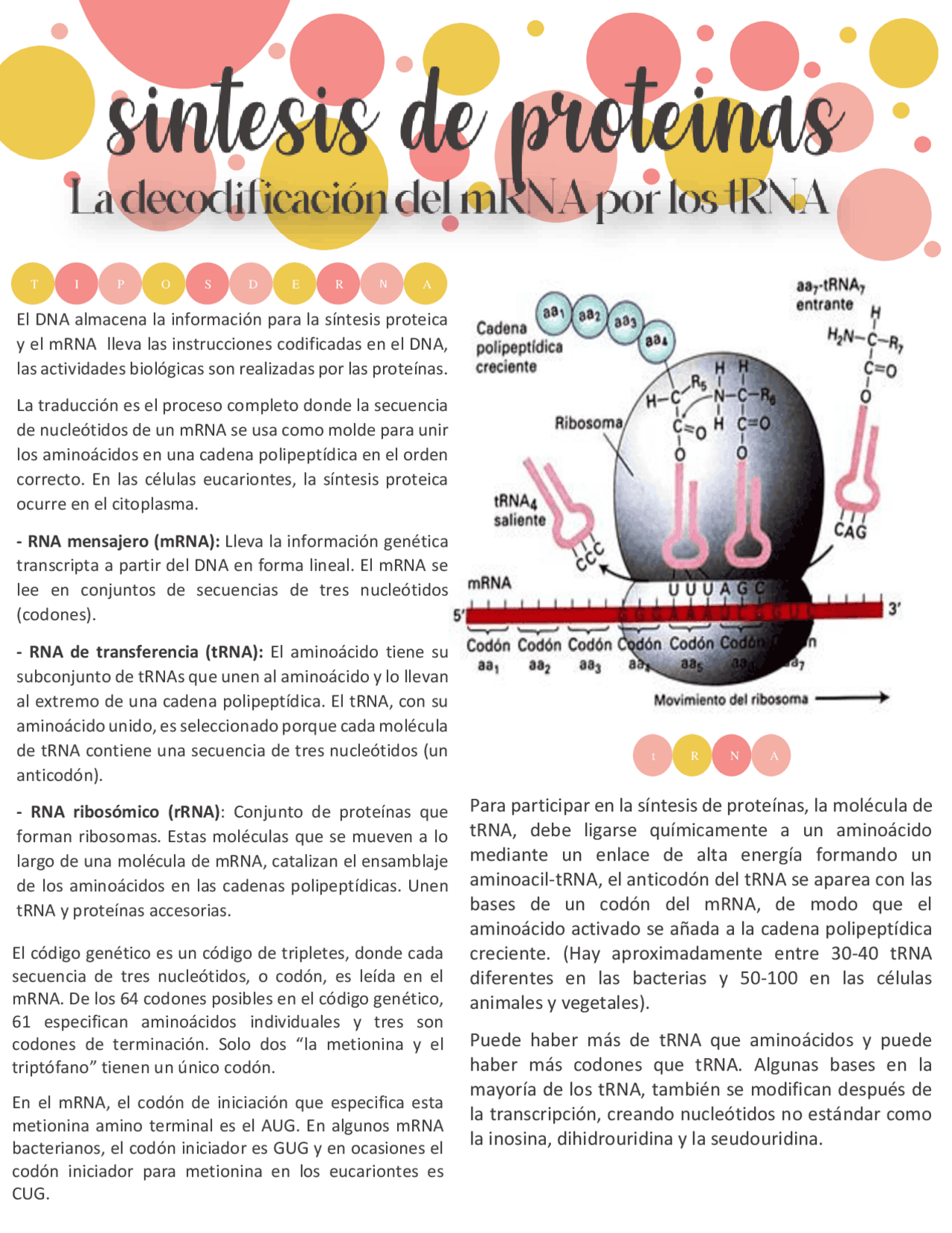 Marn Tarn Rarn Sintesis de proteinas atraves del mARN y tARN | Resúmenes de Biología ...