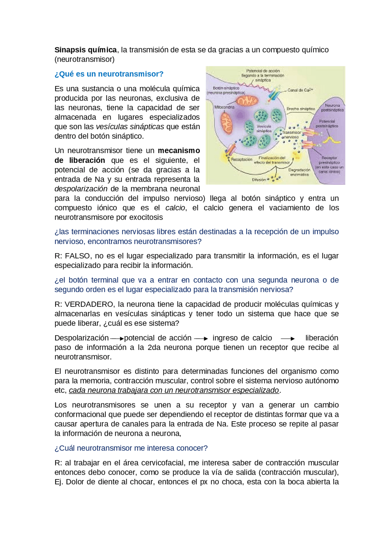 SINAPSIS Y NEUROTRANSMISORES | Transcripciones de Fisiología | Docsity