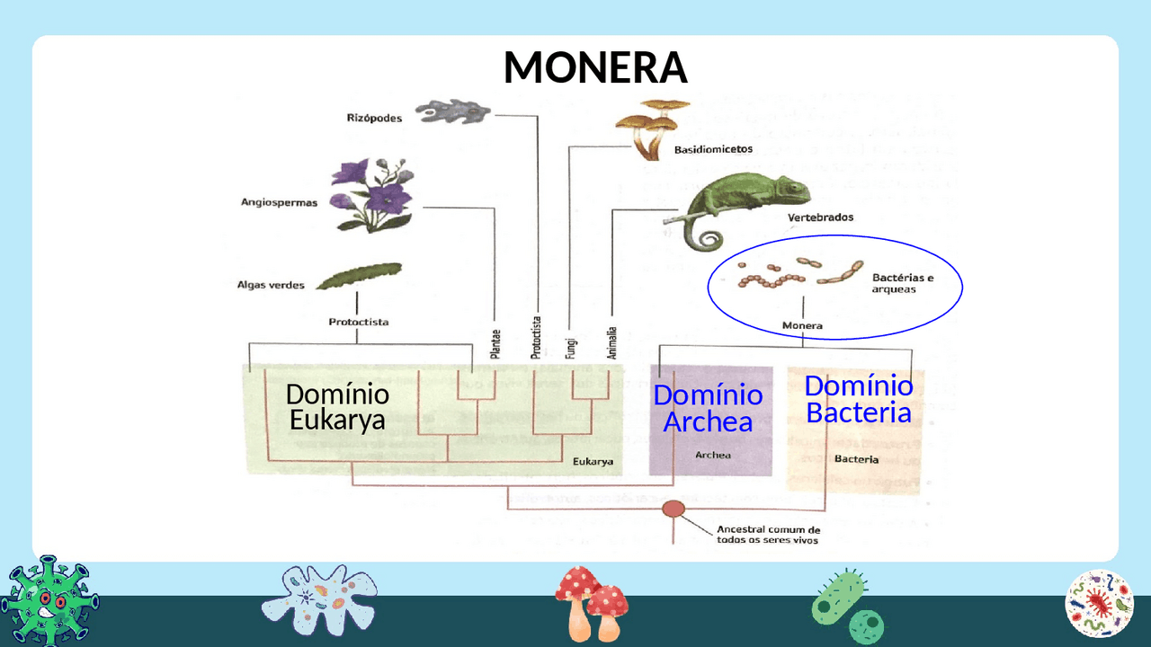 Slides - Reino Monera | Slides Biologia | Docsity