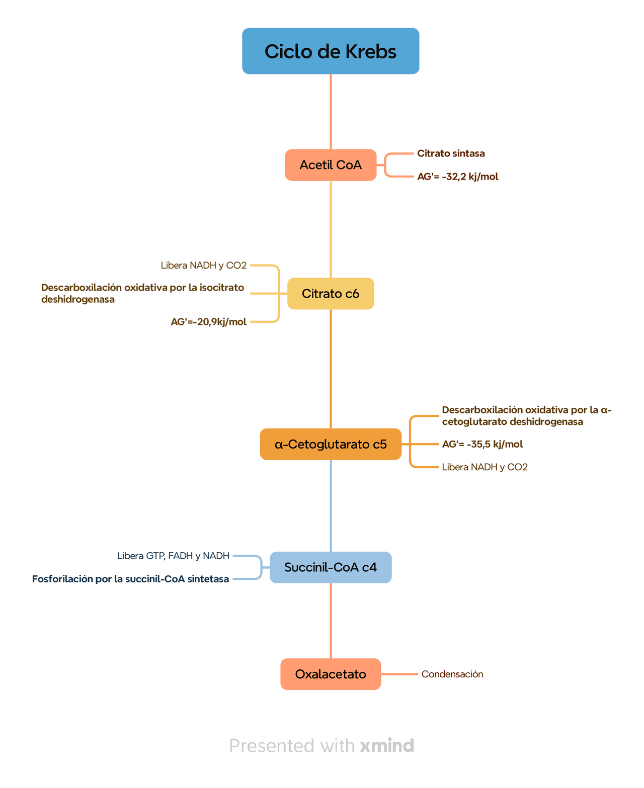 Bioquima Ciclo de Krebs resumido | Esquemas y mapas conceptuales de Bioquímica ...