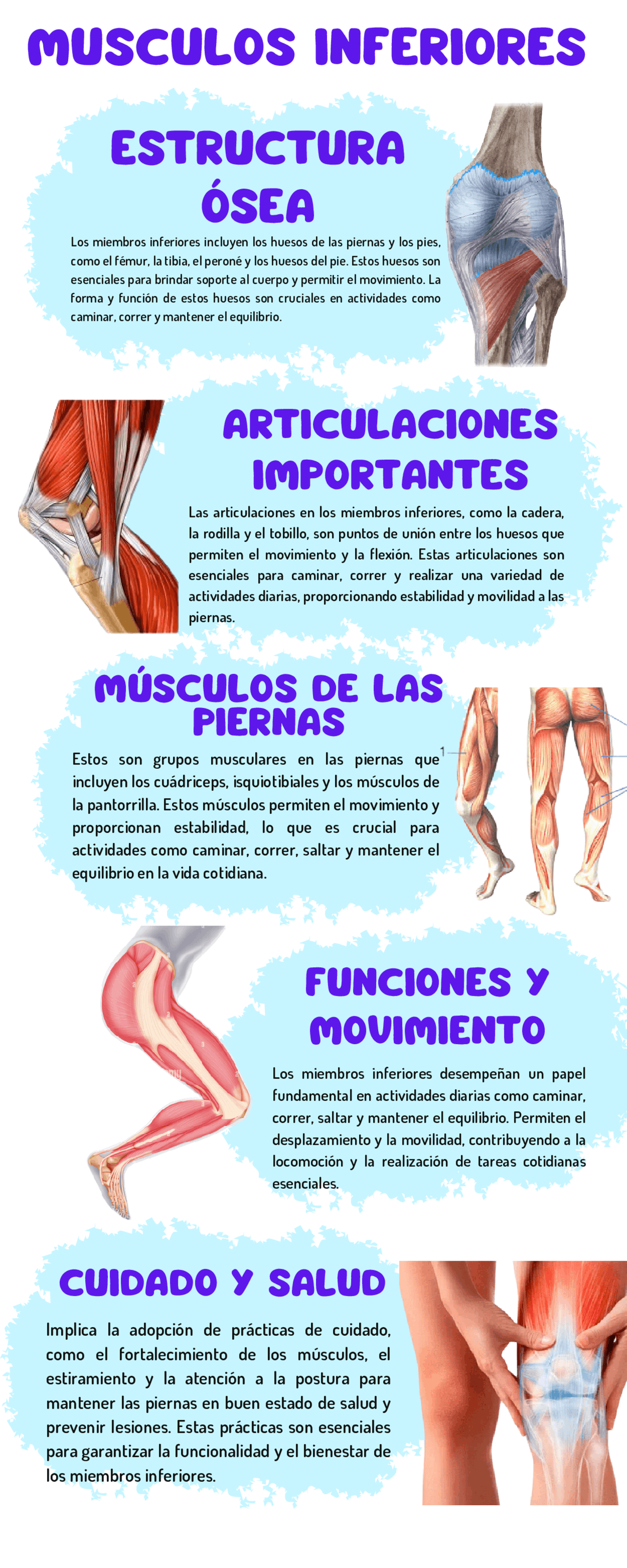 Miembros Inferiores Anatomía Del Miembro Inferior ScienceDirect