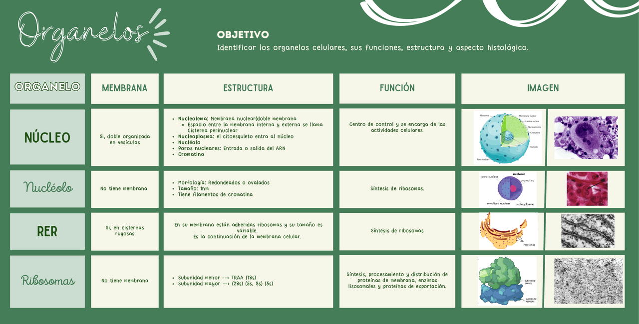 Cuadro Comparativo De Los Organelos Celulares