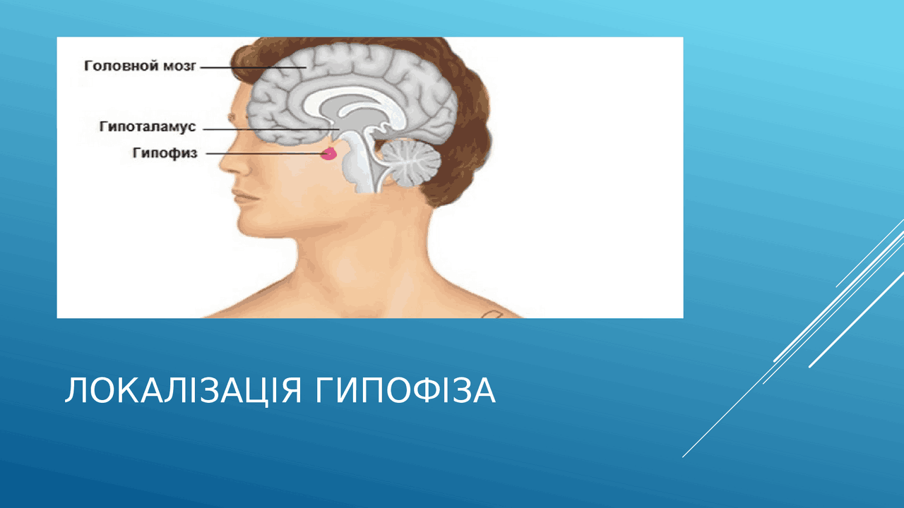 Презентація "Гормони гіпофізу" | Презентации Физиология | Docsity