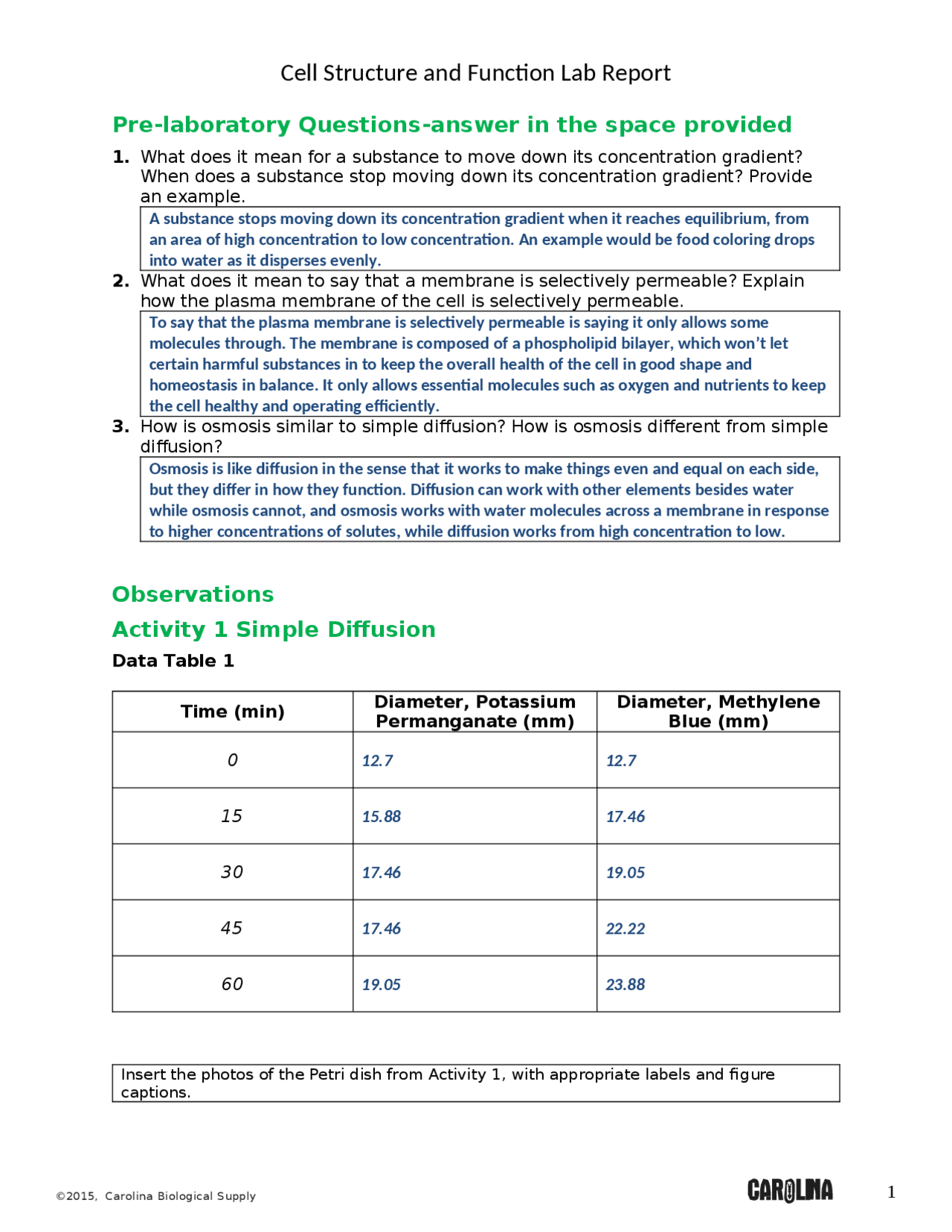 Cell Structure and Function Lab | Lab Reports Cell Biology | Docsity