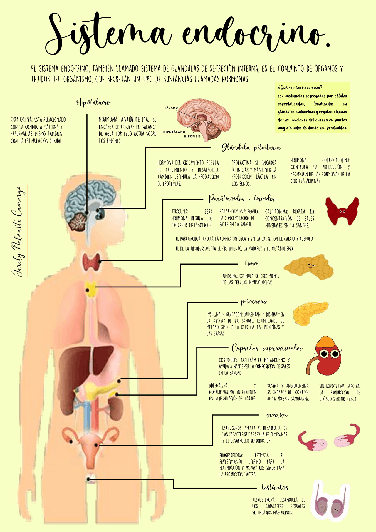Sistema Endocrino Infografa