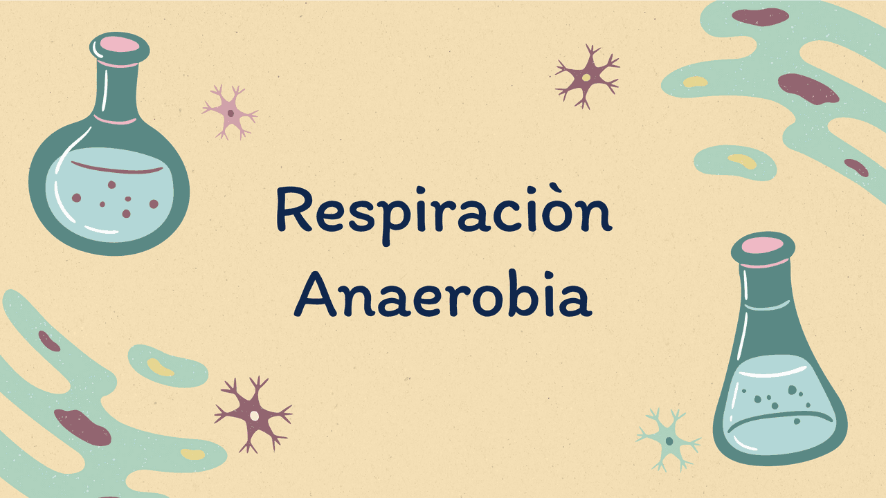 Respiración anaerobia y vías metabólicas | Diapositivas de Biología |  Docsity