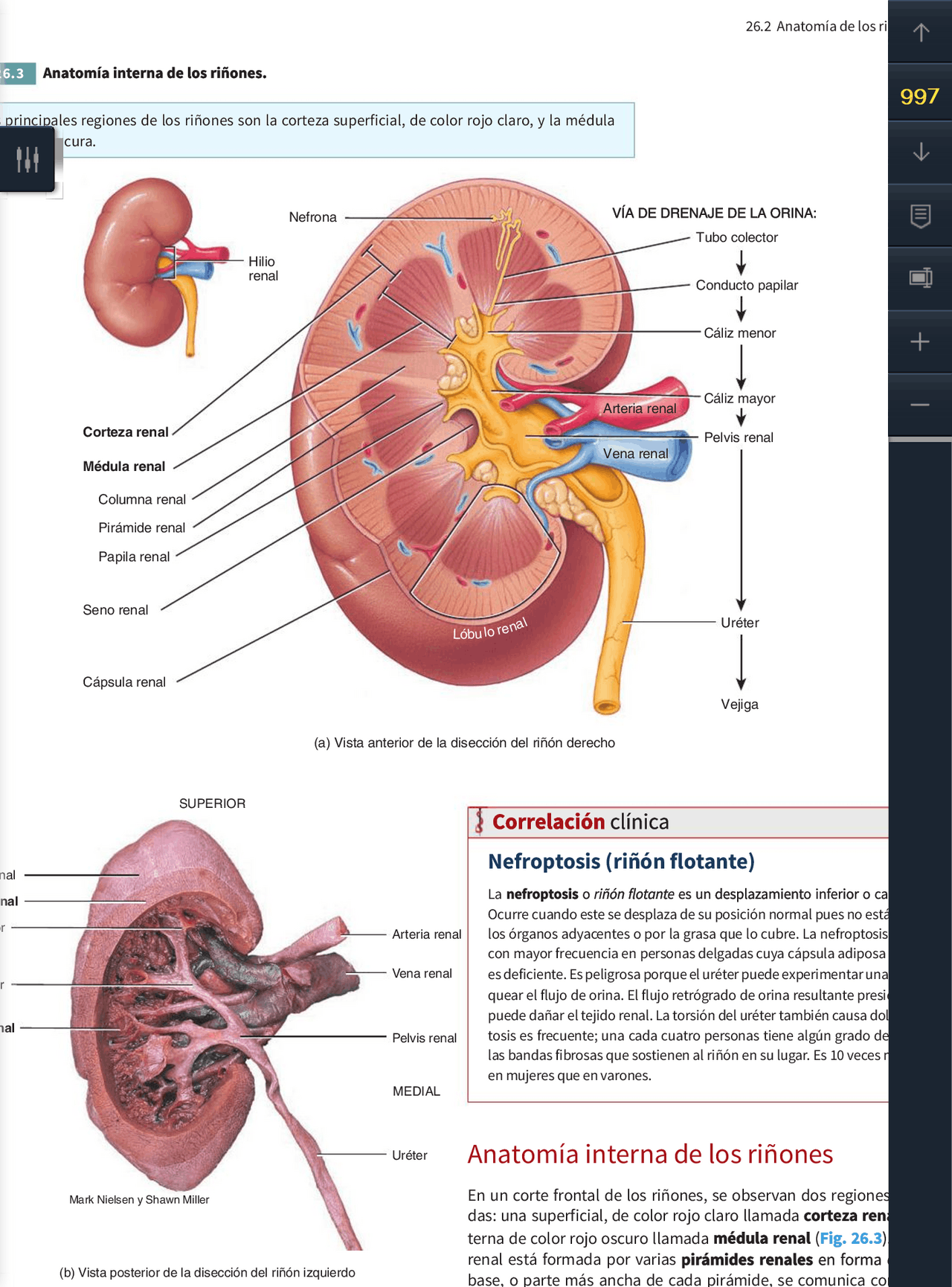 Fisiología del órgano del riñon | Apuntes de Fisiología | Docsity