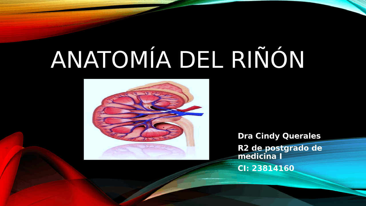 resumen de anatomia del rinon | Diapositivas de Nefrología | Docsity