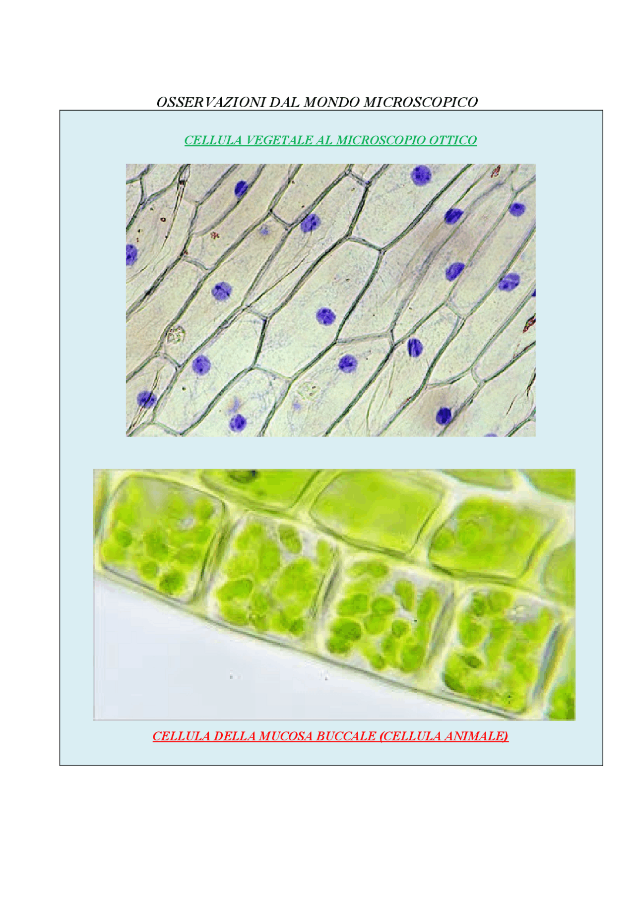 Cellule Vegetali Al Microscopio Quando La Scuola è Sinonimo Di