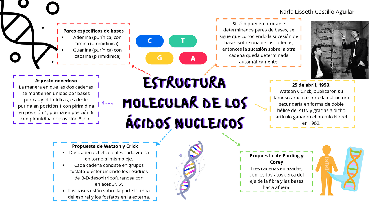 Estructura Molecular de los Ácidos Nucleicos | Esquemas y mapas