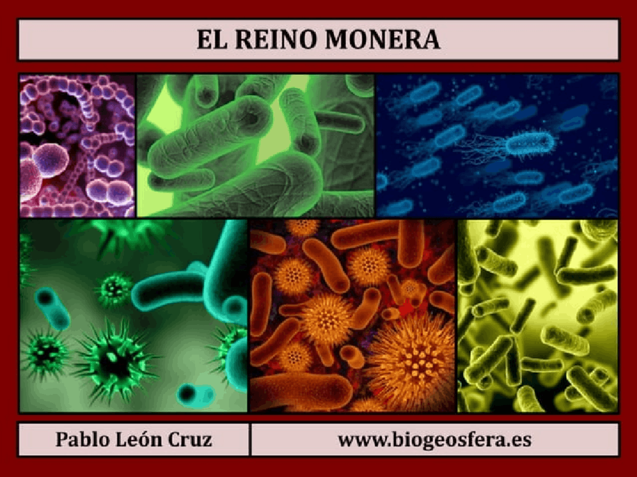 Reino monera (infografia) | Esquemas y mapas conceptuales de Biología  Molecular | Docsity