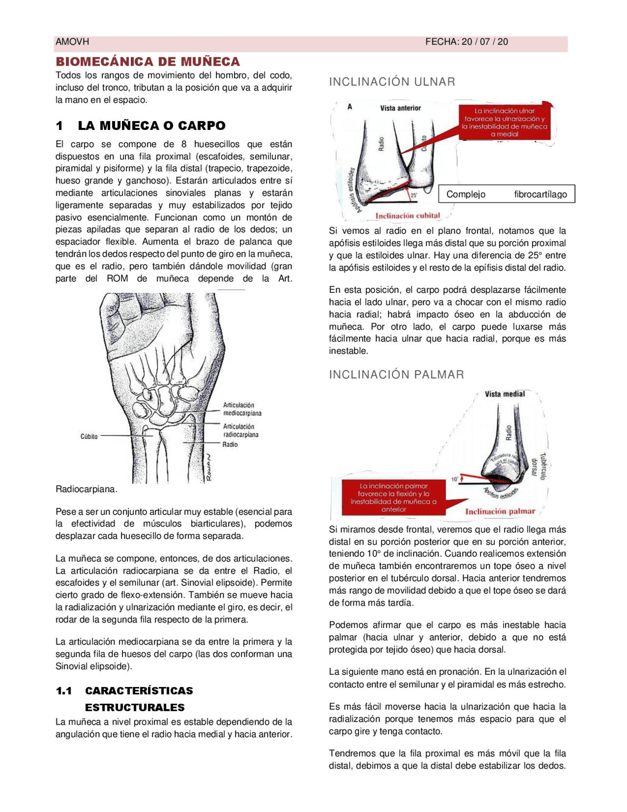 Biomecánica de la muñeca y la mano: estructura, movimientos y músculos