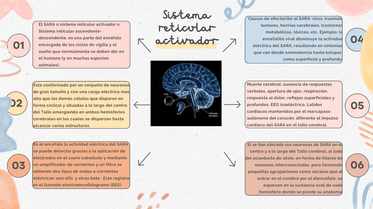 Anatomía Del Sistema Activador Reticular Sistema Activador Reticular