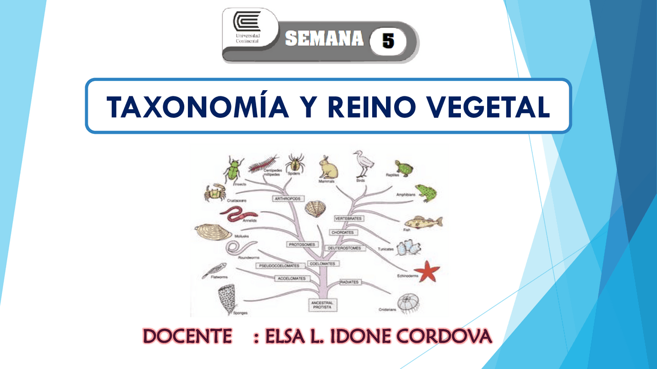 Historia y Taxonomía del Reino Vegetal | Apuntes de Biología Molecular |  Docsity