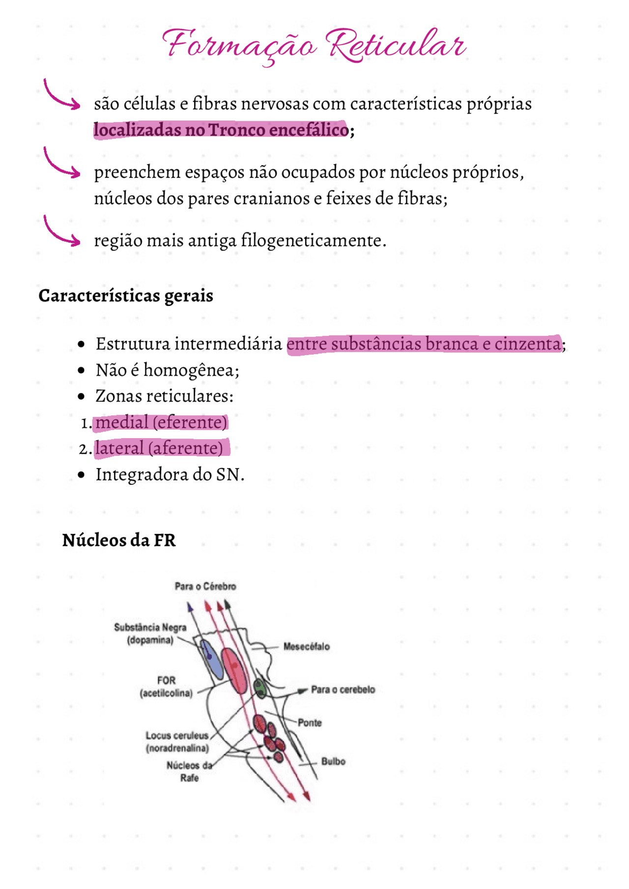 resumo formação reticular | Esquemas Neuroanatomia | Docsity