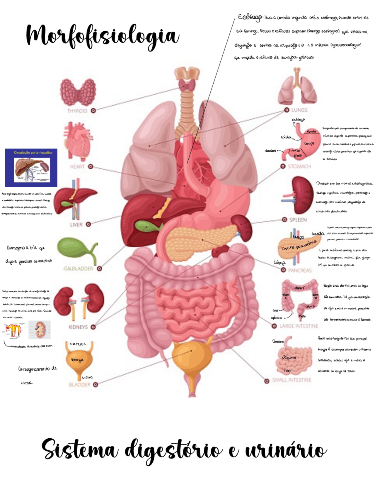 Resumo morfofisiologia do sistema digestório e urinário | Esquemas ...