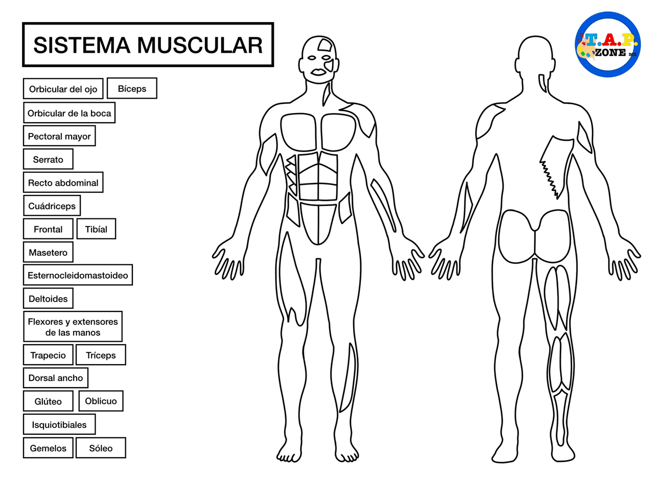 Imagenes De Los Musculos Del Cuerpo Humano Para Colorear fity.club