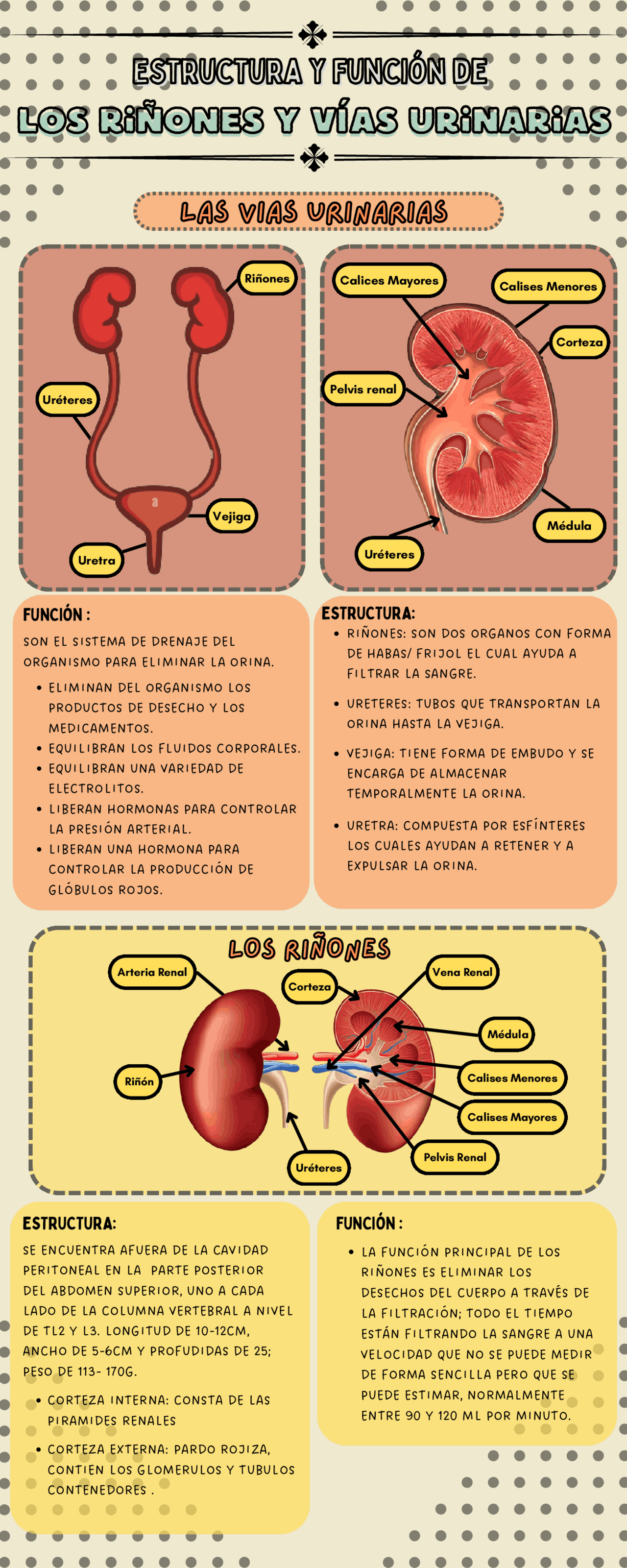 Anatomía Del Riñón Y La Vejiga