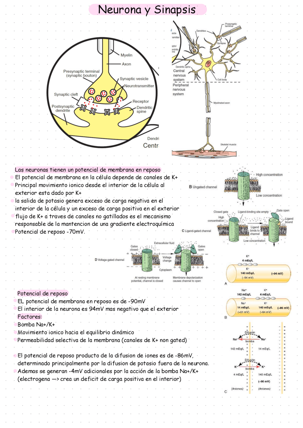 Neurona y Sinapsis - Fisiologia | Apuntes de Fisiología Animal | Docsity