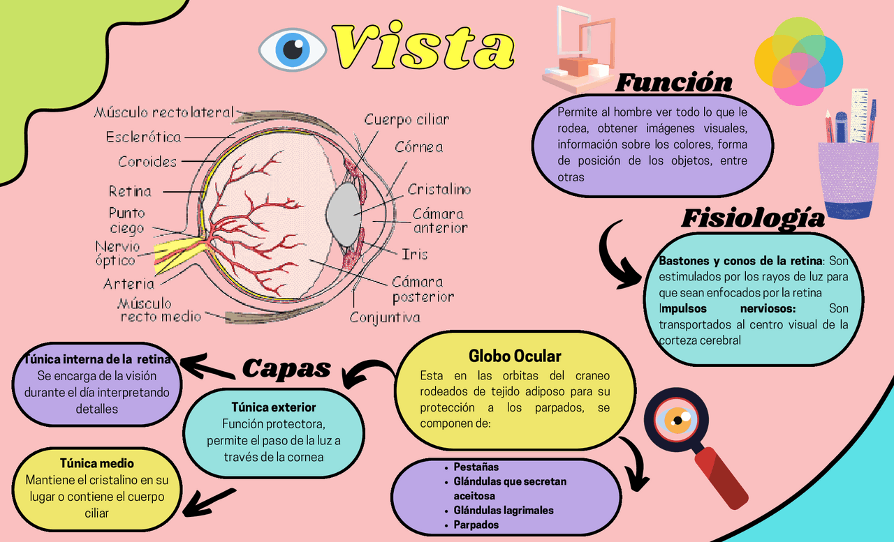 Anatomía del Sistema VISUAL y AUDITIVO | Apuntes de Anatomía Aplicada ...