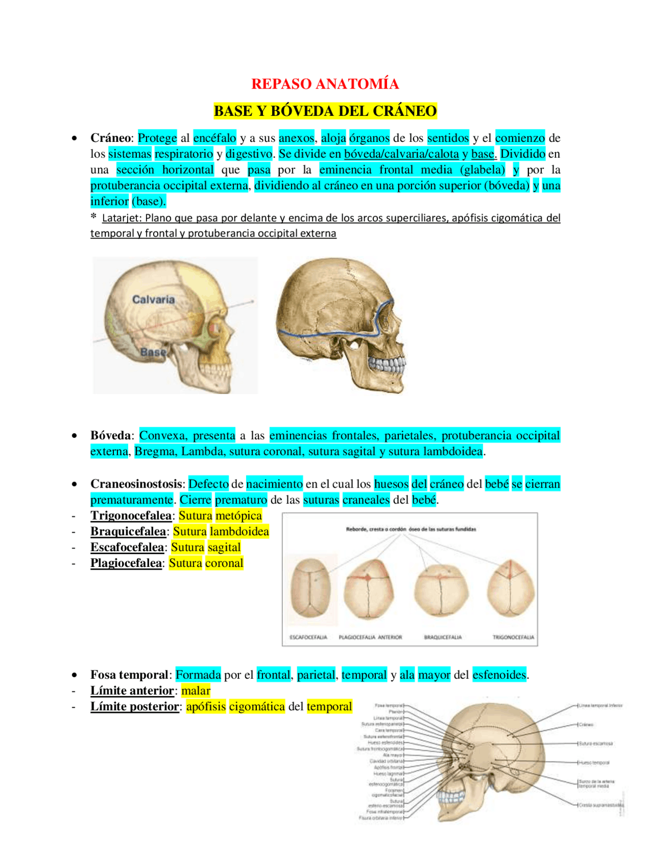Anatomía del cráneo: Articulaciones y puntos craneométricos | Apuntes ...