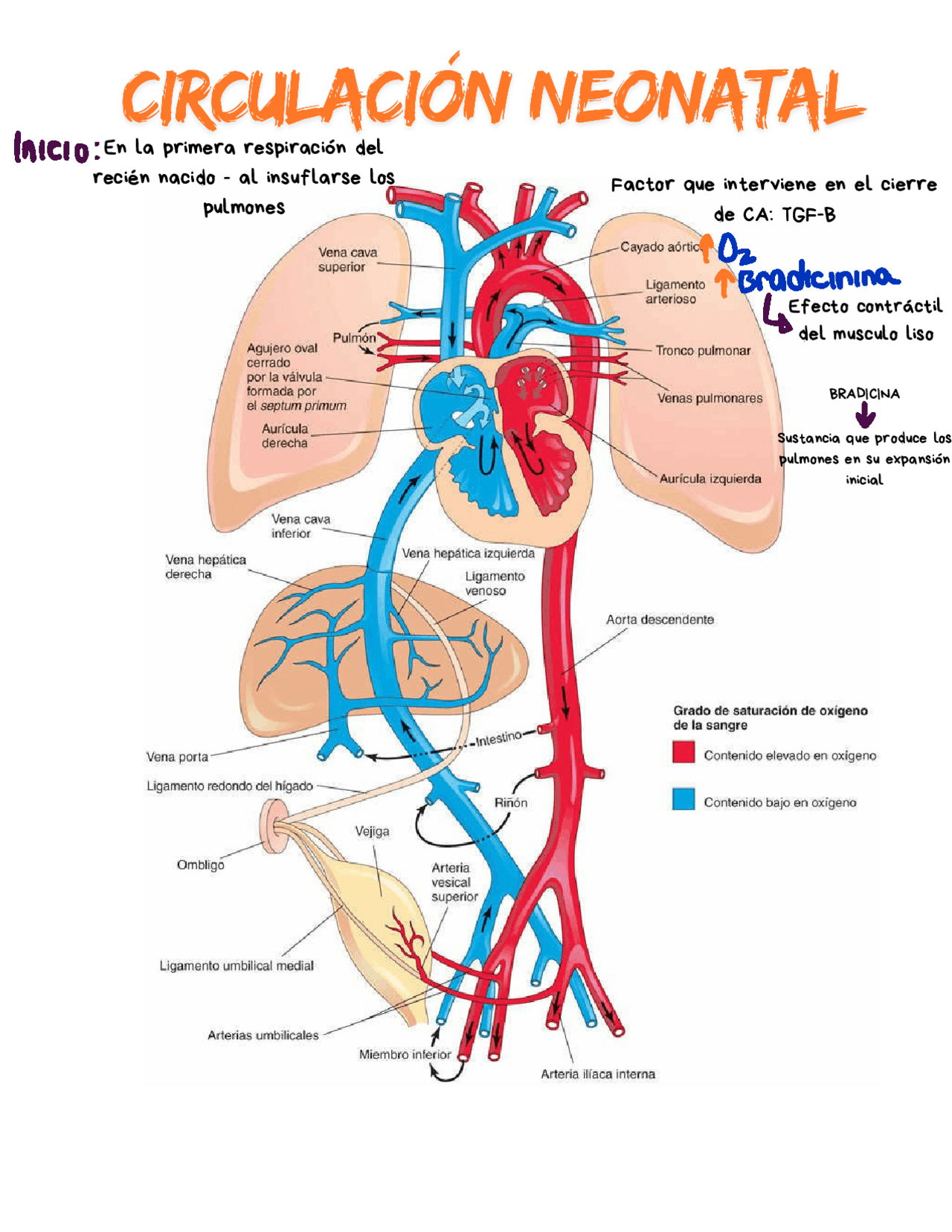 circulaci-n-neonatal-res-menes-de-embriolog-a-docsity