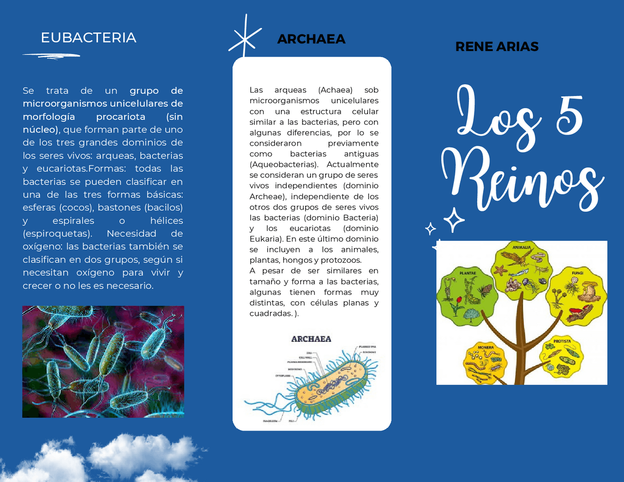 Los 5 reinos tríptico ilustrativo | Esquemas y mapas conceptuales de  Biología | Docsity