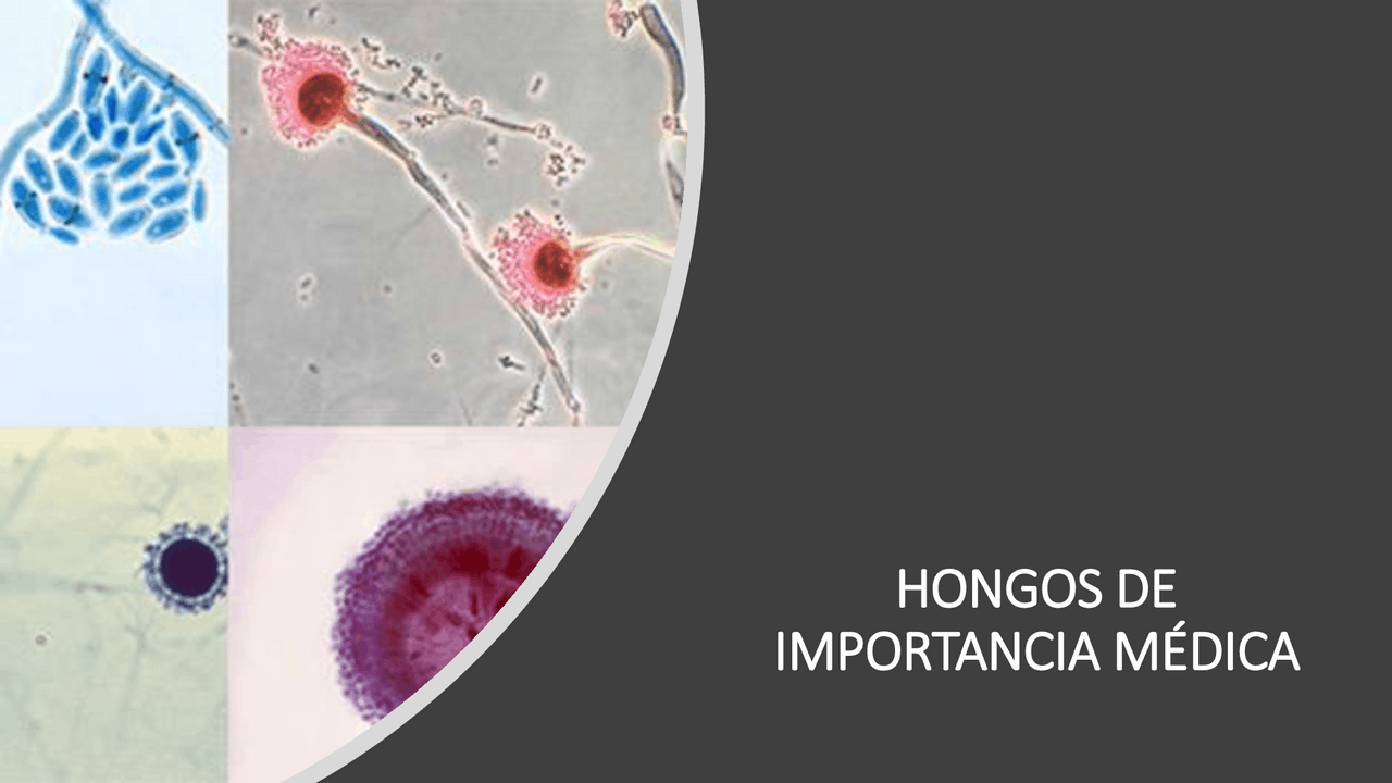 Hongos de Importancia Médica - Prof. Lopez | Diapositivas de Microbiología  | Docsity