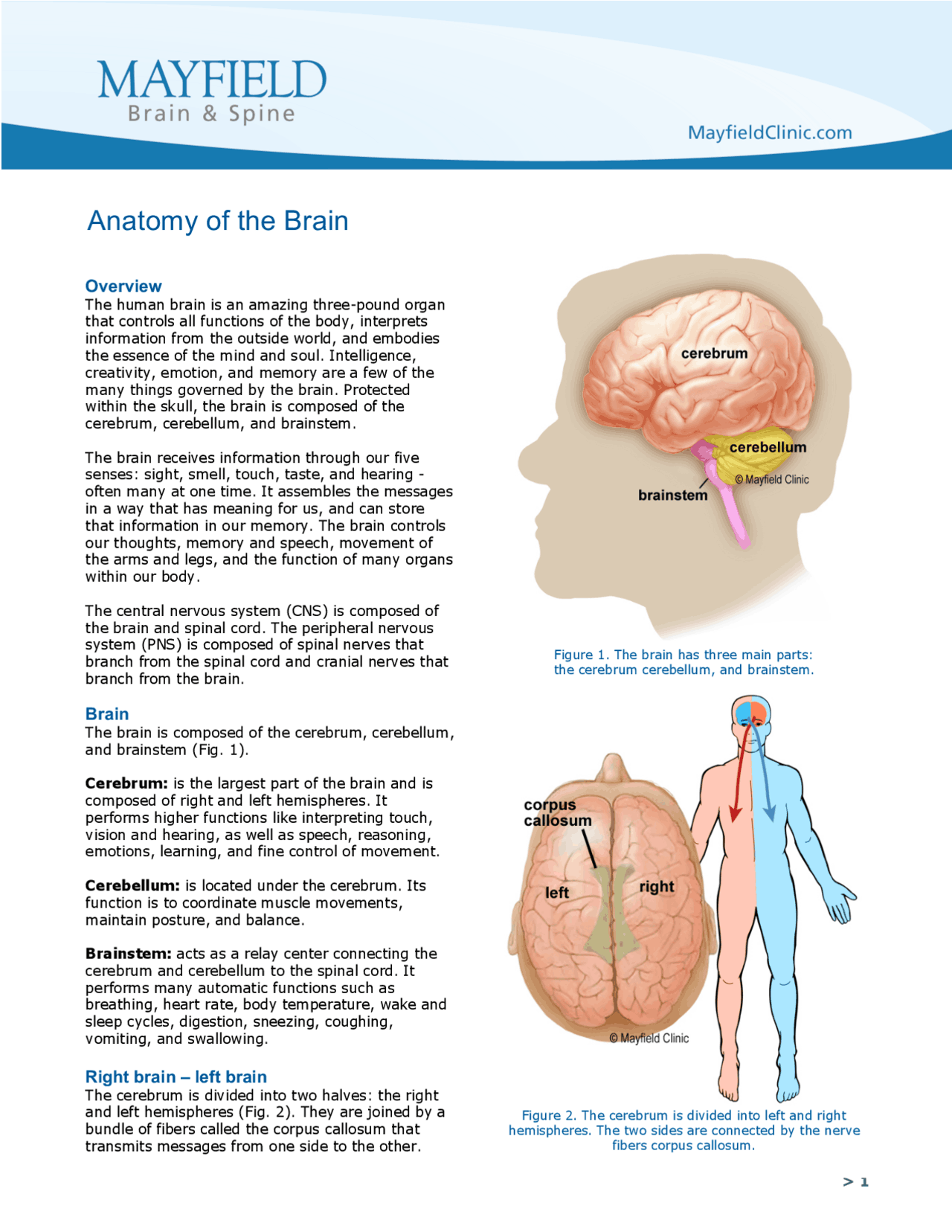 Anatomy of the Brain | Study notes Anatomy | Docsity