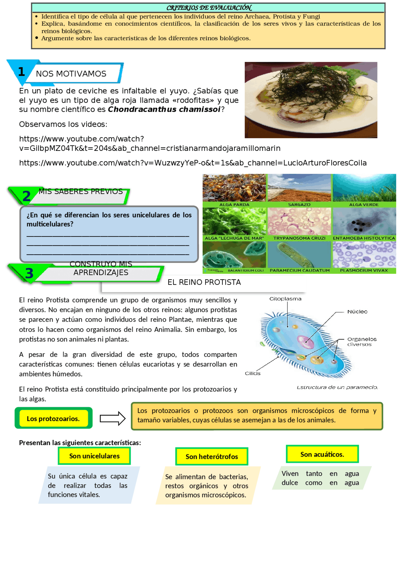 FICHA DE ACTIVIDADES PARA EL REYNO FUNGI Y PROTISTA | Guías, Proyectos,  Investigaciones de Ciencias Aplicadas a la Actividad Profesiona | Docsity