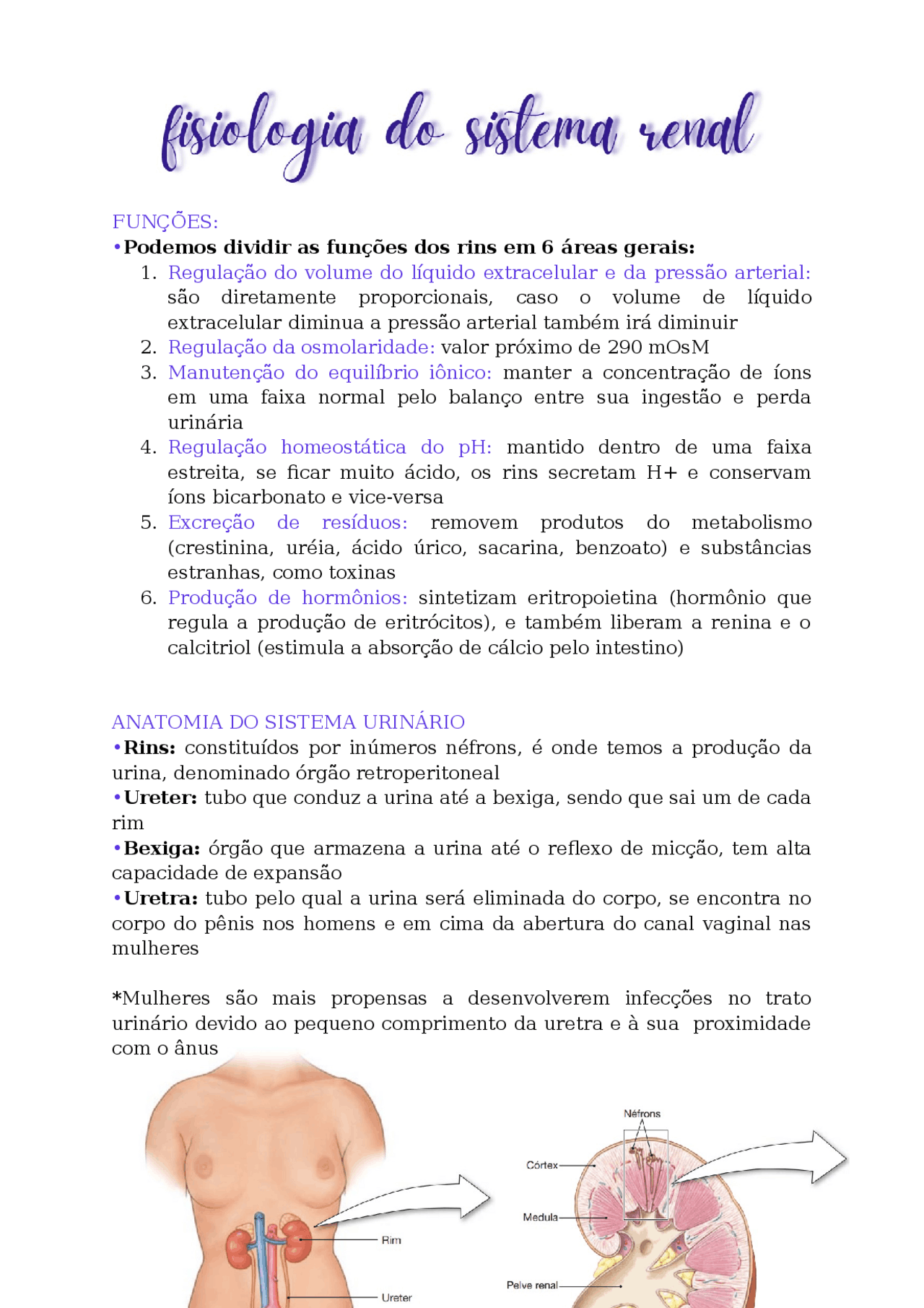 Anatomia E Fisiologia Do Sistema Urinário Prof Santos Esquemas