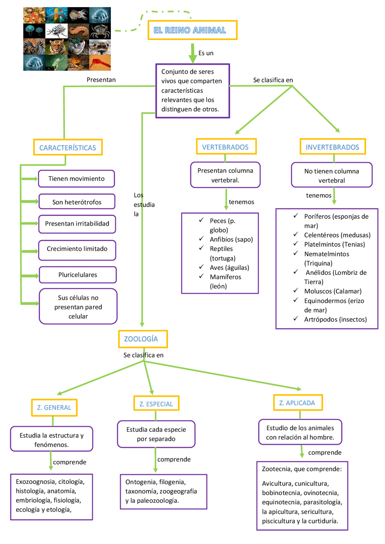 El Reino Animal .... | Esquemas y mapas conceptuales de Ingeniería | Docsity