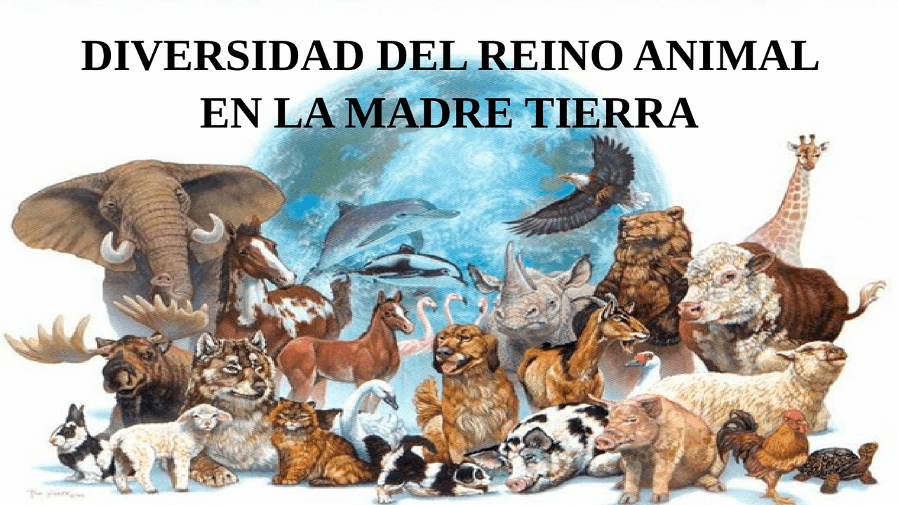 Diapositiva del Reino animal | Diapositivas de Biología | Docsity