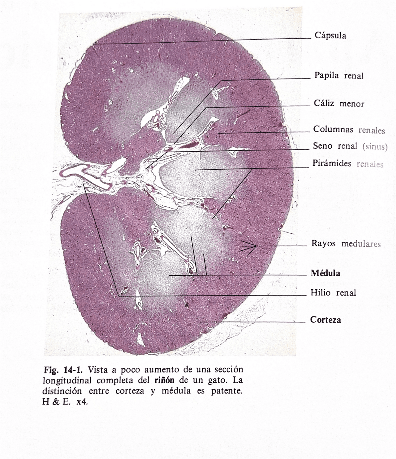 Histologia Da Piramide Renal Fisiologia Renal: Anatomia, Funções E