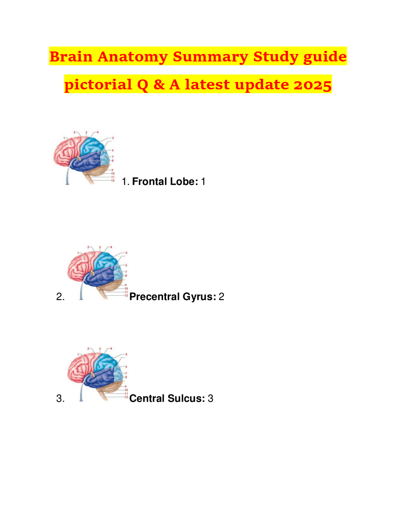 Brain Anatomy Summary Study guide pictorial Q & A latest update 2025 ...