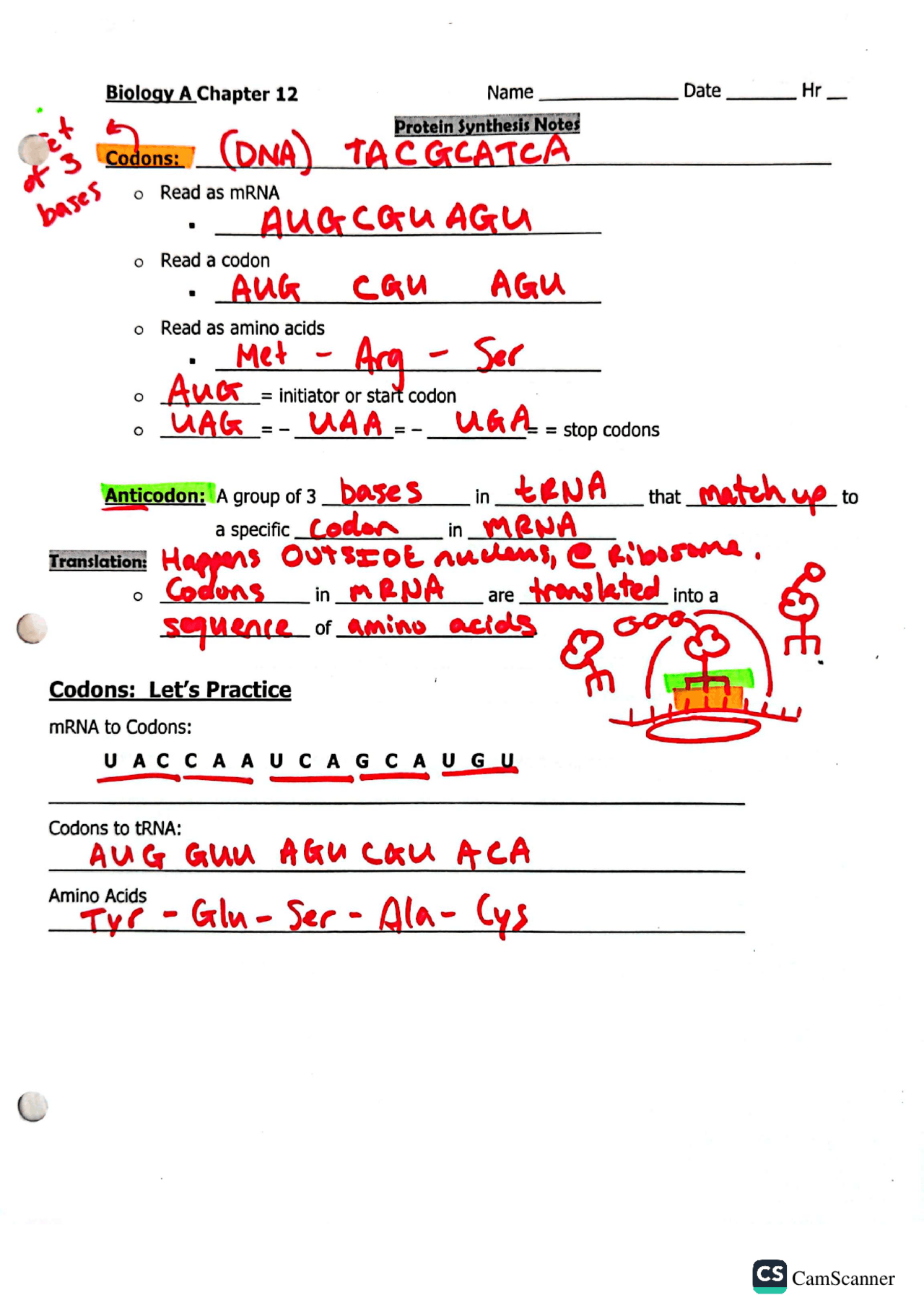 RNA And Translation Notes | Lecture notes Biology | Docsity