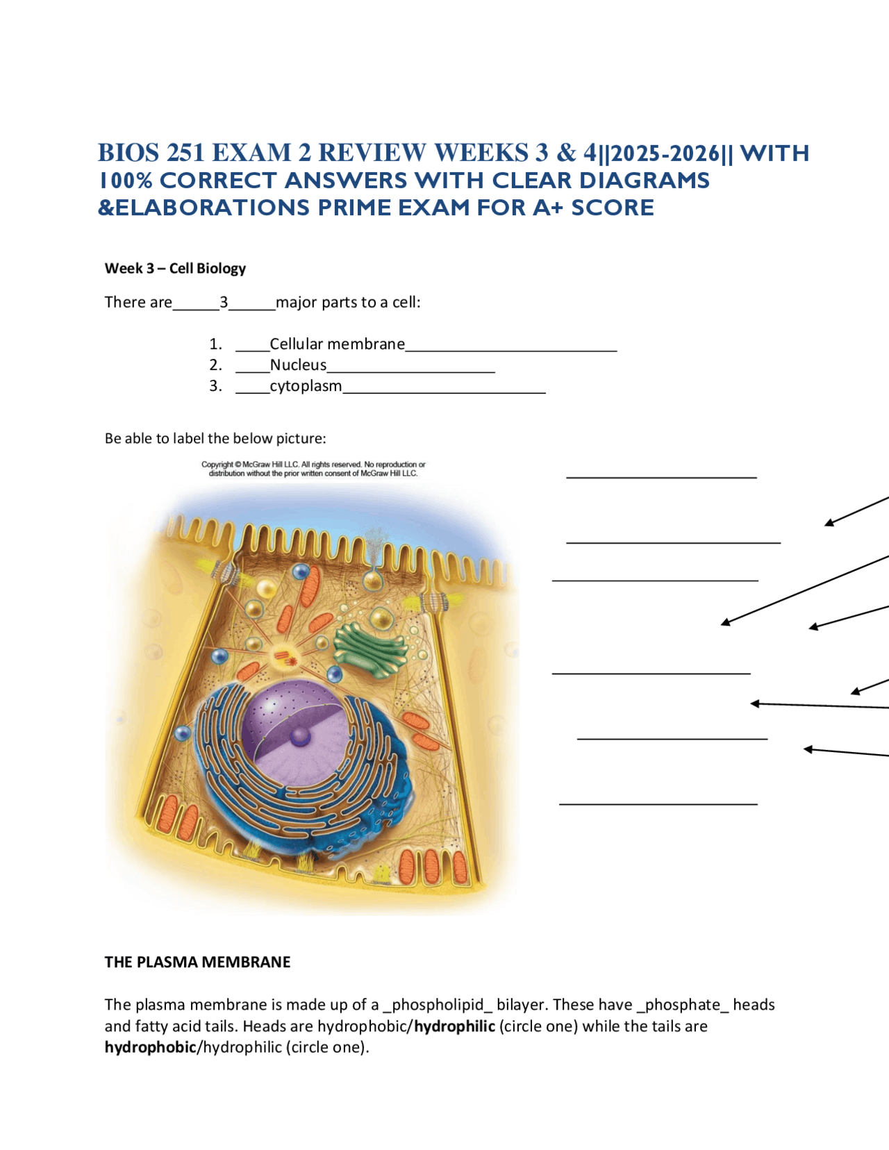 BIOS 251 Exam 2 Review: Cell Biology and Protein Synthesis | Exams ...