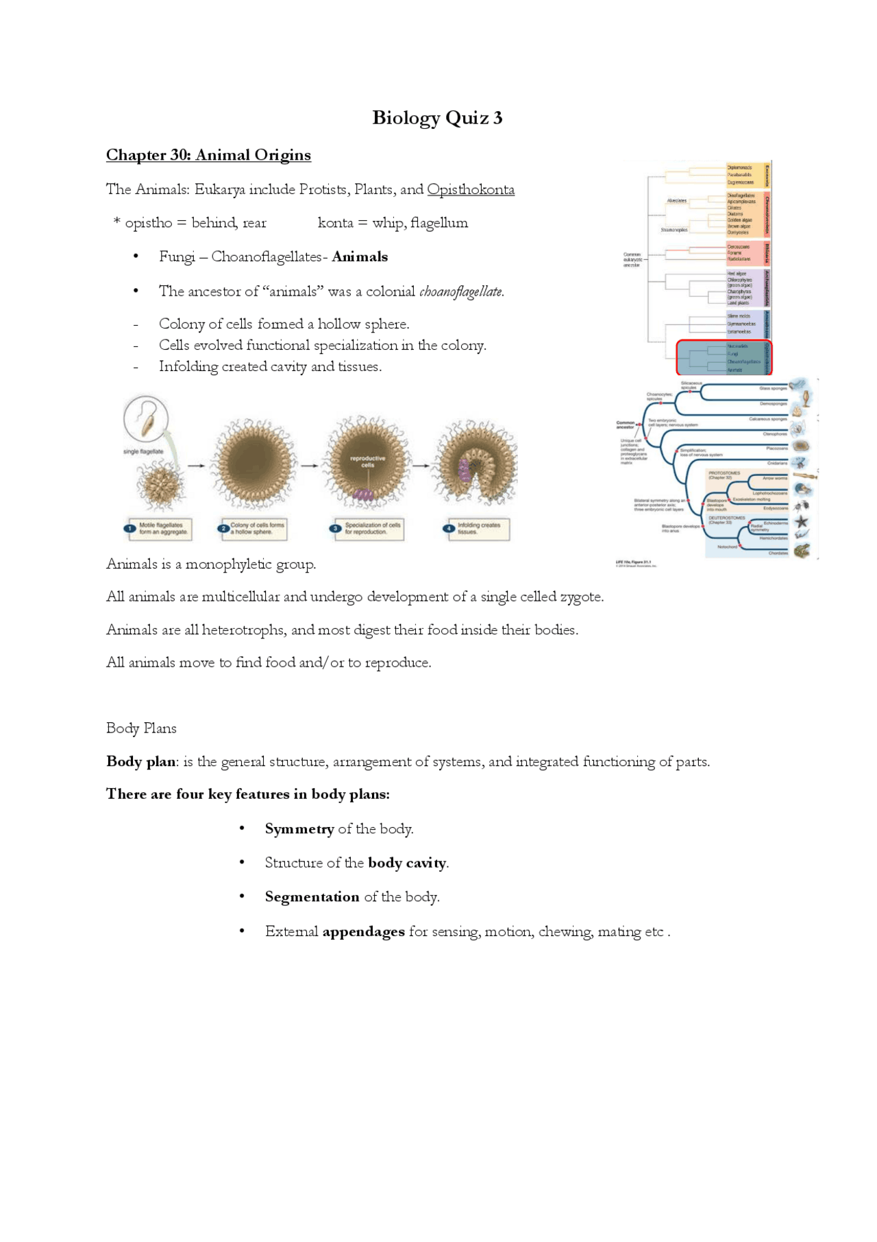 Biology Quiz 3 - chapter 30 and 31 and reading 4 notes | Lecture notes ...