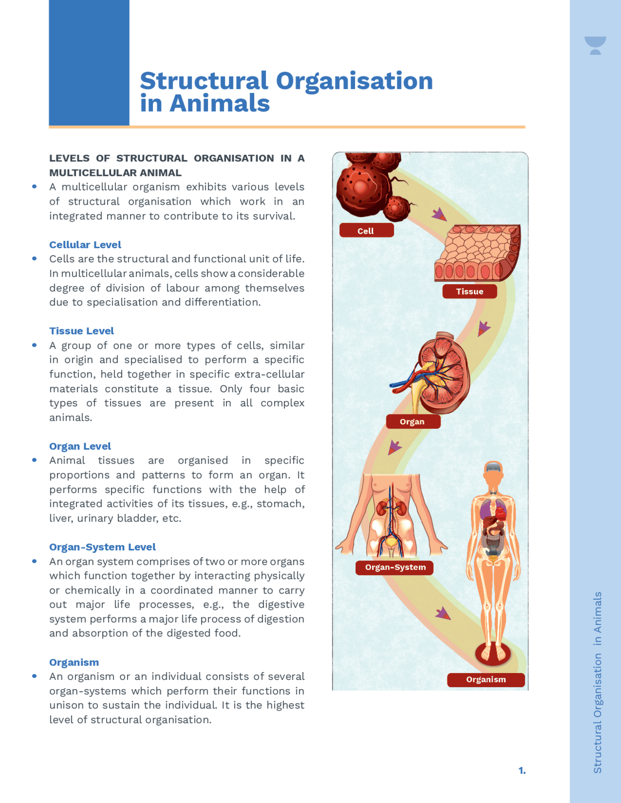 Organ System Of Animals And Their Function