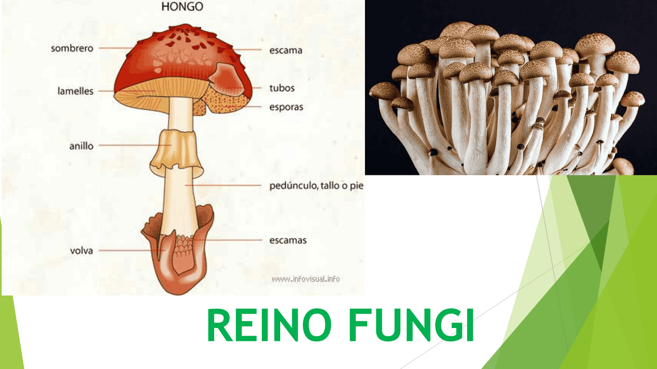 Reino Fungi y Reino Protista: Características y Taxonomía | Guías,  Proyectos, Investigaciones de Biología | Docsity