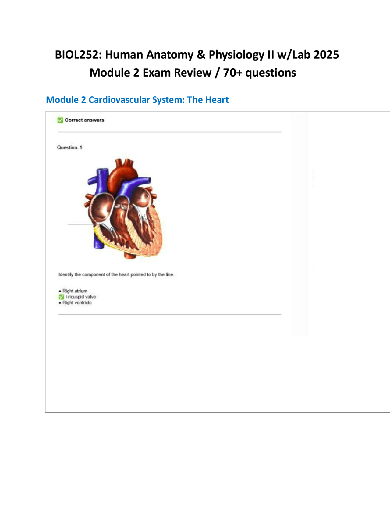 BIOL252: Human Anatomy & Physiology II w/Lab 2025 Module 2 Exam Review ...