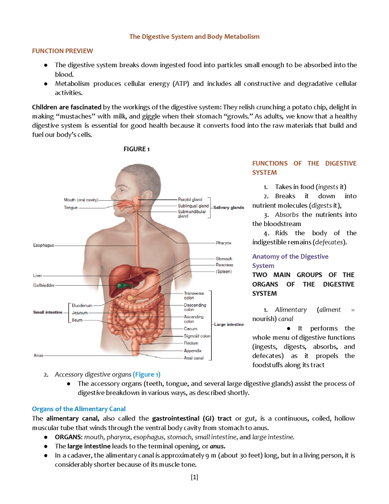 Anatomy and Physiology of the Urinary System: | Lecture notes Biology ...