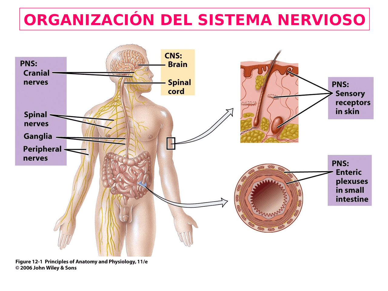 Como Se Organiza El Sistema Nervioso