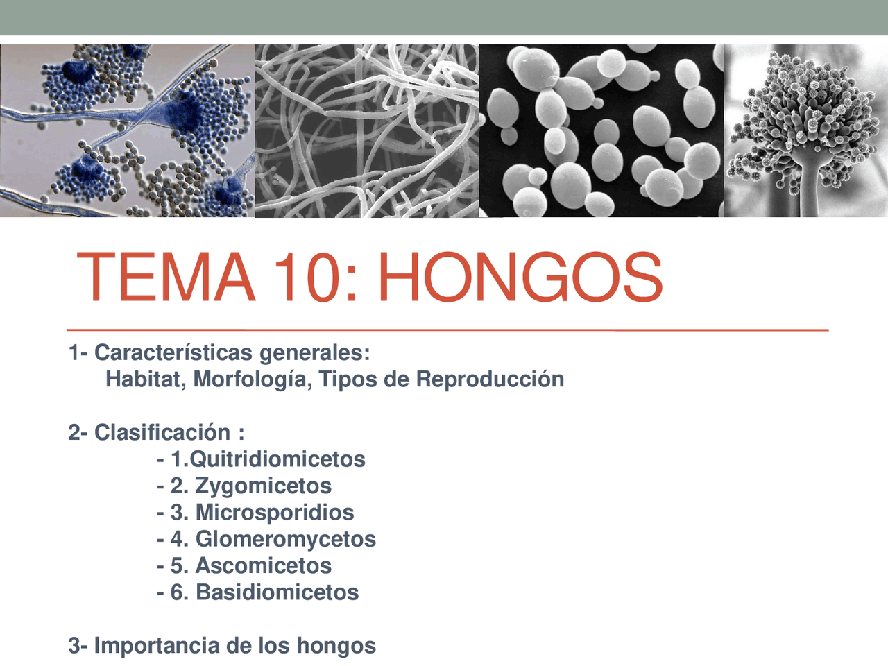 HONGOS 1- Características generales Habitat, Mor - Apuntes de Microbiología  | Docsity