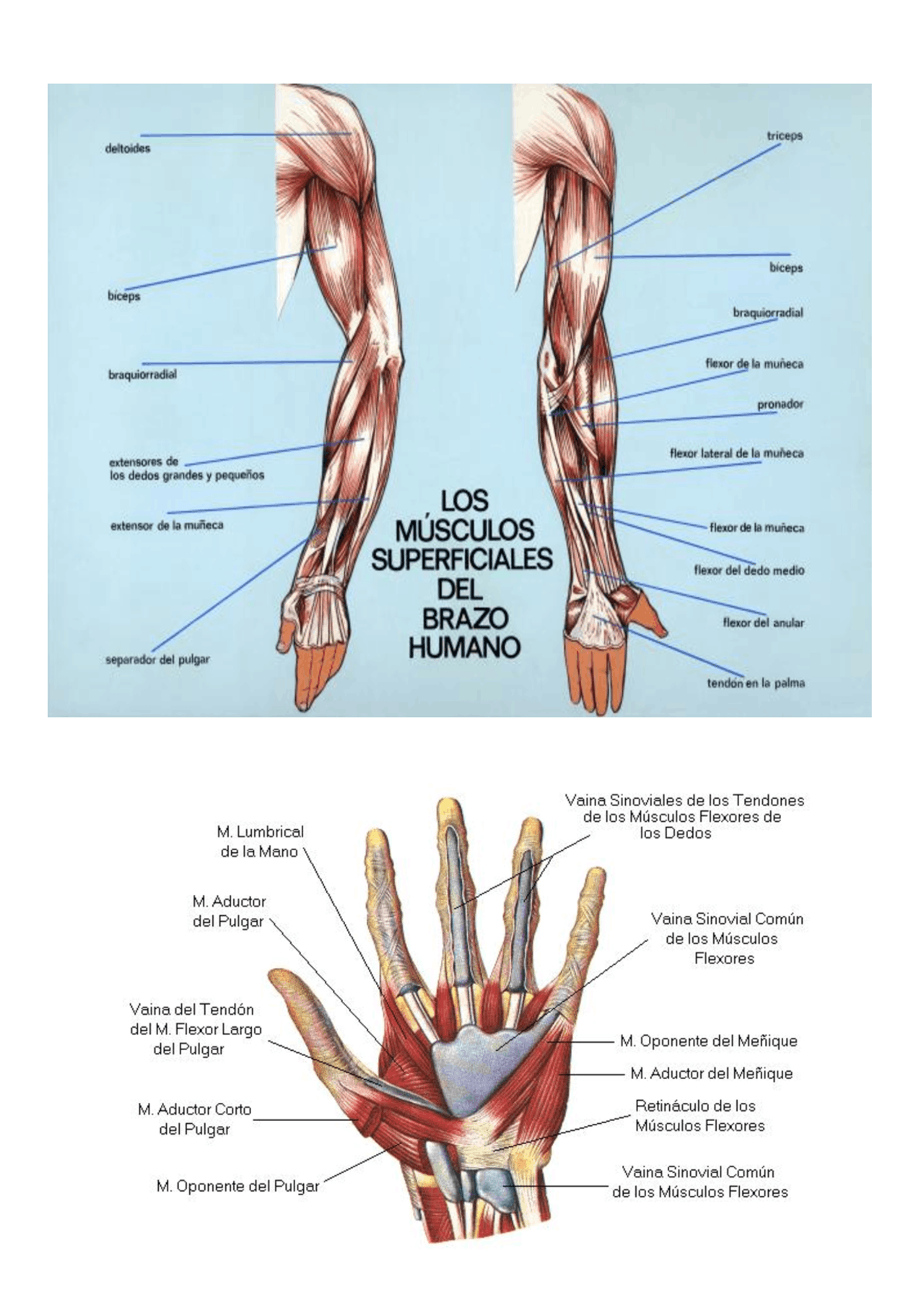 ANATOMIA PRACTICA 7 - Ejercicios de Enfermería - Docsity